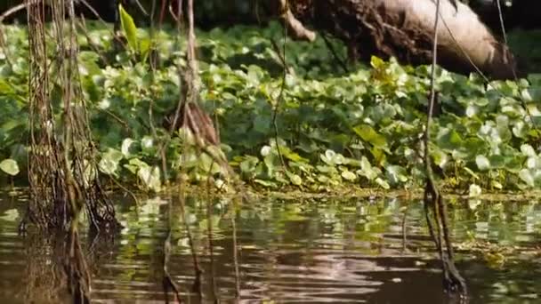 Вислизнути Скоштувати Водяних Птахів Шукаючи Їжу Зеленій Рослинності Поверхні Води — стокове відео