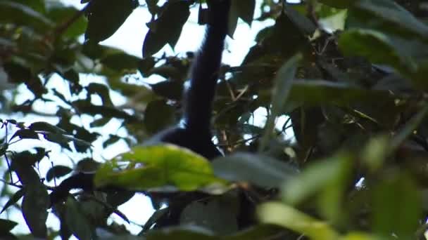Vegetazione Verde Densa Nella Foresta Scimmia Che Dondola Sulla Coda — Video Stock