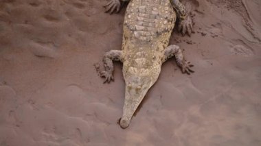 Yırtıcı nehir kıyısında dinleniyor. Kumun üzerinde yatan Amerikan timsahının yüksek açılı görüntüsü. Vahşi doğada, Kosta Rika 'da hayvanları izlemek.