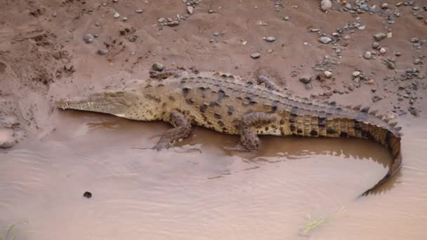 Опасный Хищник Берегу Реки Большой Крокодил Длинным Массивным Хвостом Лежащим — стоковое видео