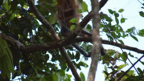 Kavrayıcı Kuyrukta Sallanan Tek Bir Maymun Malpa Tropikal Ormanda Yiyecek — Stok video