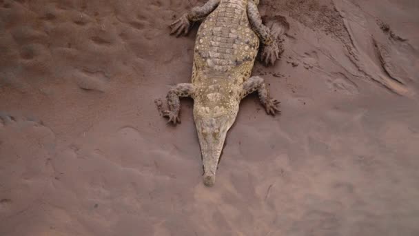 Vysoký Úhel Pohledu Amerického Krokodýla Ležícího Mokrém Písku Břehu Řeky — Stock video