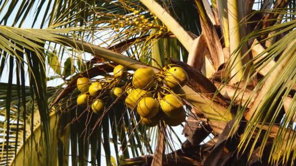 Пальма Кучей Кокосов Тропическая Растительность Золотой Час Наблюдая Животными Дикой — стоковое видео