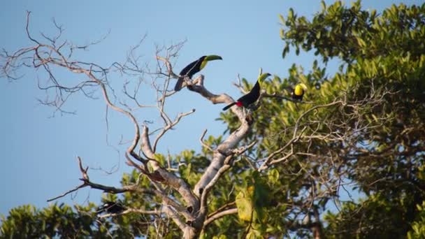 Fantastiska Skott Grupp Regnbåge Fakturerade Tukaner Trädtopp Vild Natur Titta — Stockvideo