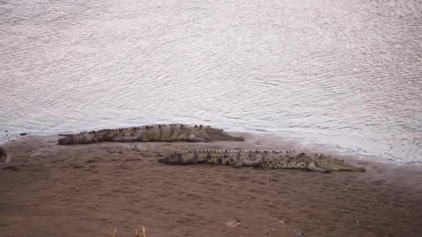 Pair American Crocodiles Relaxing Sandy Bank Slightly Rippled Water Background — Stock Video