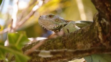 Tropikal ormanda güzel bir Iguana pozu. Kafa seçici odak noktası bulanık doğal arka plan. Vahşi doğada, Kosta Rika 'da hayvanları izlemek.