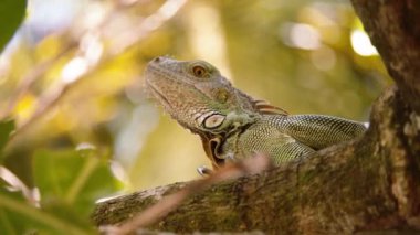 Kertenkelenin kafasını bulanık doğa arka planına yakın çekim. Yeşil iguana, iguana iguana, doğal ortamında. Vahşi doğada, Kosta Rika 'da hayvanları izlemek.