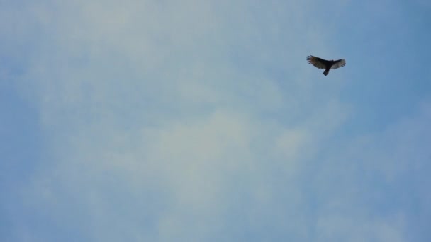 Χαμηλή Γωνία Κατολίσθησης Πουλιών Απλωμένα Φτερά Ενάντια Στον Ουρανό Κυνηγός — Αρχείο Βίντεο