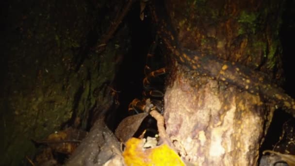 大蜘蛛藏身之处的夜间录像木头之间的缝隙 手电筒照亮的场景 在哥斯达黎加野生动物保护区观看动物 — 图库视频影像