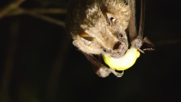 Close Artibeus Watsoni Fruit Eating Bat Hanging Upside Watching Animals — Stock Video