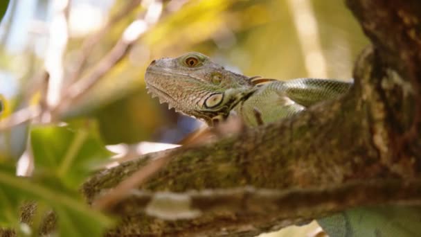 Хороший Кадр Ігуани Тропічному Лісі Вибіркове Фокусування Голови Розмитому Природному — стокове відео
