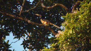 Altın saatinde ağaç tacında lahanalı Aracari. Uzun gagalı tropik bir kuş. Vahşi doğada, Kosta Rika 'da hayvanları izlemek.