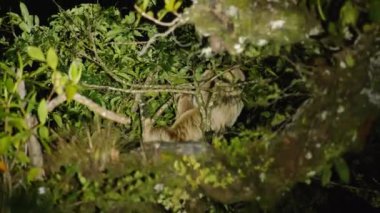 Kahverengi boğazlı tembel hayvanın gece fotoğrafı. Ağaç tacının üstünde. Yeşil bitkilerdeki hayvanlar fenerle aydınlatılıyor. Vahşi doğada, Kosta Rika 'da hayvanları izlemek.