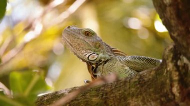 Avını arayan yükselmiş kafalı bir iguana. Bulanık yeşil arka plana karşı kertenkele. Vahşi doğada, Kosta Rika 'da hayvanları izlemek.