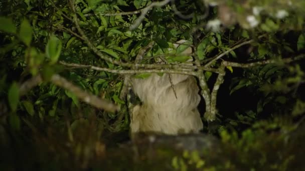Preguiça Cabelos Compridos Alimentando Folhas Verdes Copa Árvore Noite Assistir — Vídeo de Stock