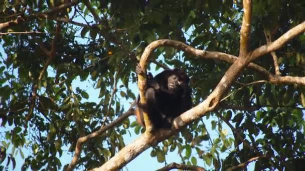 Małpa Siedzi Wysoko Tropikalnej Koronie Drzewa Głaska Się Policzku Oglądanie — Wideo stockowe