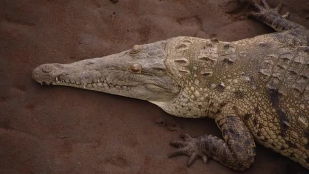 Detalj Krokodilhuvud Rovdjur Med Grov Hud Liggande Sand Titta Djur — Stockvideo