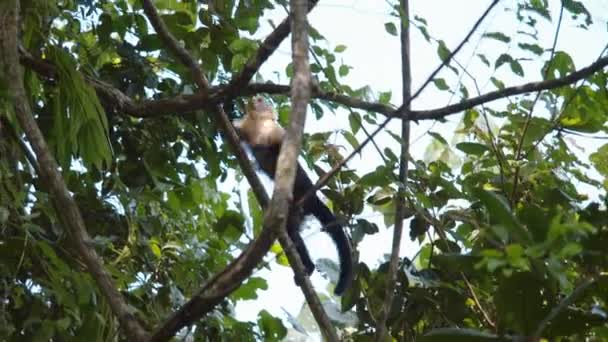 Monkey Climbing Tree Crown Low Angle View Animal Natural Habitat — Stock Video