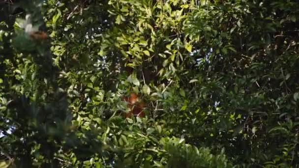 Мавпа Лазить Гілках Дерев Тропічному Лісі Спостерігаючи Тваринами Дикій Природі — стокове відео