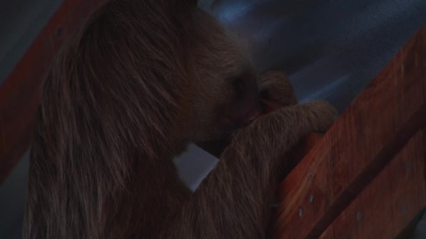 Langhaariges Tier Entspannt Sich Auf Holzkonstruktion Braune Kehlfaultiere Tiere Freier — Stockvideo