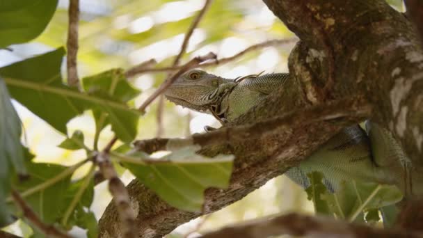 Low Angle View American Iguana Relaxing Tree Branch Jungle Beautiful — Stock Video