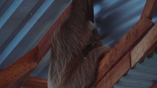 スチールシート屋根の下の避難所の木造建築にリラックス怠惰な動物 野生動物の動物を見る コスタリカ — ストック動画