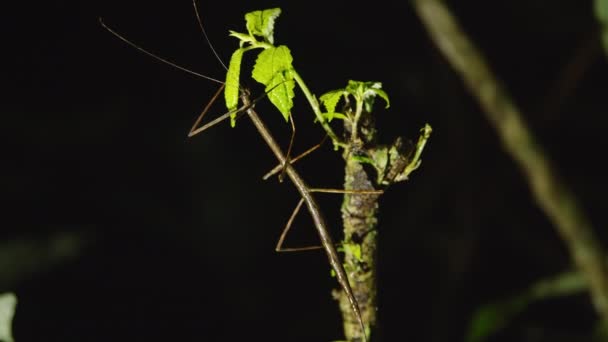 暗い背景に光の小枝にスティック昆虫の驚くべきショット 野生動物の動物を見る コスタリカ — ストック動画