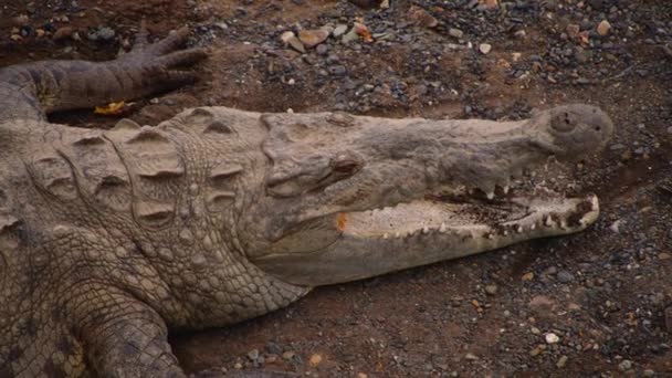 Prehistorische Reptielensoorten Die Tot Dag Van Vandaag Bestaan Hebben Detail — Stockvideo