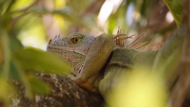 树冠上的大蜥蜴的近照 通过离焦的叶子观看 在哥斯达黎加野生动物保护区观看动物 — 图库视频影像