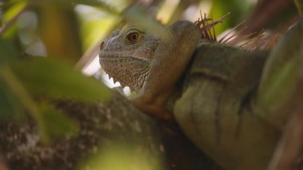 Vista Perto Iguana Verde Iguana Iguana Através Vegetação Verde Assistir — Vídeo de Stock