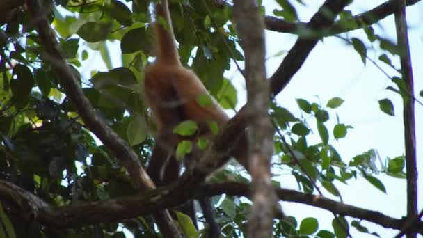 Małpa Malpa Wisząca Swoim Chwytliwym Ogonie Zbierająca Jedzenie Oglądanie Zwierząt — Wideo stockowe