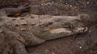 Ağzı açık timsahın inanılmaz yakın çekim görüntüleri. Nehir kıyısında dinlenen sürüngen. Vahşi doğada, Kosta Rika 'da hayvanları izlemek.