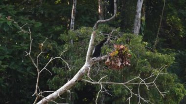 Anhinga tropikal doğada ağaç dalında oturuyor. Kuşlar uzun boynunu uzatıyor. Vahşi doğada, Kosta Rika 'da hayvanları izlemek.