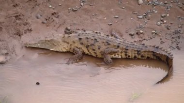 Nehir kıyısındaki yırtıcı hayvan. Suda yatan uzun ve büyük kuyruklu büyük timsah. Vahşi doğada, Kosta Rika 'da hayvanları izlemek.