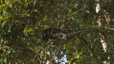 Ağaç tacına kıvrılmış uzun bir yılan. Tropikal ormanda bir hayvan. Vahşi doğada, Kosta Rika 'da hayvanları izlemek.