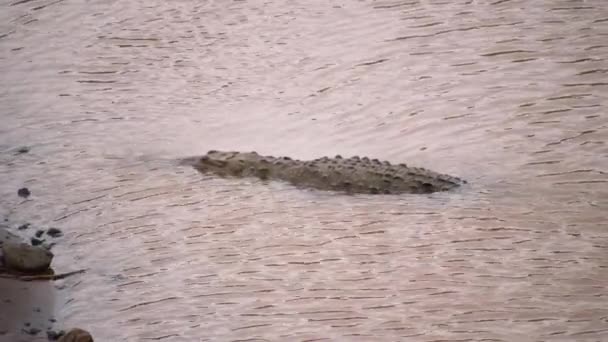Grande Crocodilo Deitado Águas Rasas Onduladas Perto Margem Rio Assistir — Vídeo de Stock
