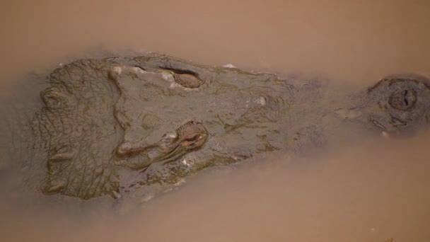 Держите Глаза Нос Над Водой Подробный Вид Крокодиловой Головы Высоким — стоковое видео