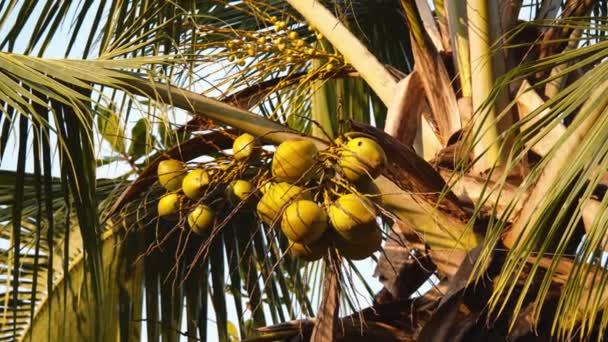 Palm Tree Bunch Coconuts Tropical Vegetation Golden Hour Watching Animals — Stock Video
