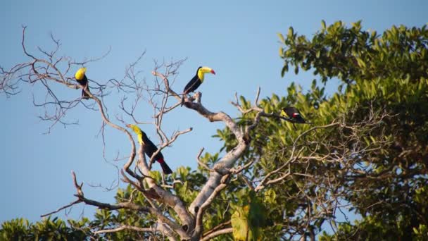 Flock Keel Billed Toucans Sitting Leafless Tree Branch View Blue — Stock Video