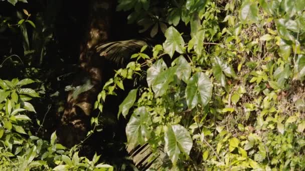 밀림에는 초목들이 있습니다 식물들로 암벽을 코스타리카의 동물들을 관찰하는 — 비디오