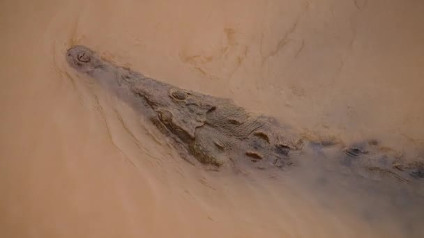 Λεπτομερής Εικόνα Της Κεφαλής Κροκόδειλου Στο Νερό Επικίνδυνο Αρπακτικό Που — Αρχείο Βίντεο