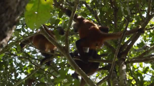 Group Monkeys Moving Branches Tree Crown Low Angle View Green — Stock Video