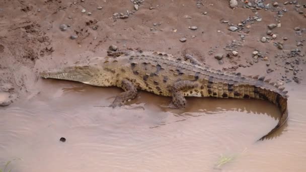 Predador Perigoso Margem Rio Crocodilo Grande Com Cauda Longa Maciça — Vídeo de Stock