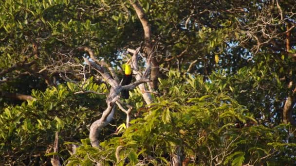 Keel Tunggal Ditagih Toucan Ramphastos Sulfuratus Duduk Cabang Pohon Tropis — Stok Video