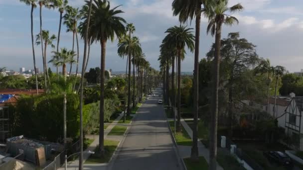 Destination Exotique Volez Dessus Route Bordée Grands Palmiers Beverly Hills — Video
