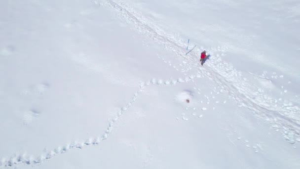 男子单人远足者在雪地小径上的空中拍摄 尼泊尔受欢迎的徒步旅行 马南区Annapurna步行圈 具有启发性的步行横幅 — 图库视频影像