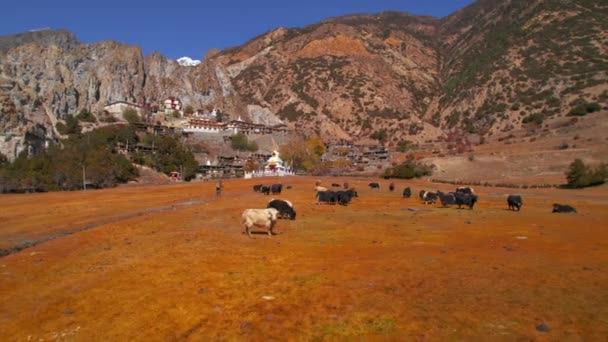 Vista Cerca Toros Ganado Agricultor Campo Por Bhraka Pueblo Antiguo — Vídeos de Stock