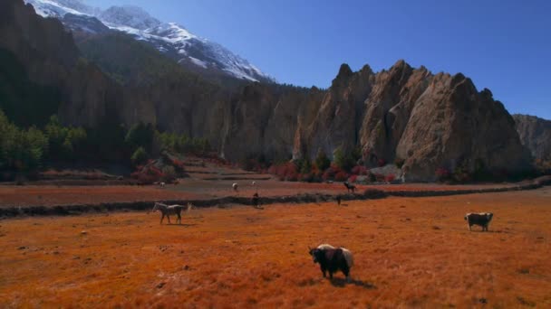 Atların Öküzlerin Üzerinde Uçarak Çorak Kırlarda Otlarlar Himalayalar Daki Vadide — Stok video