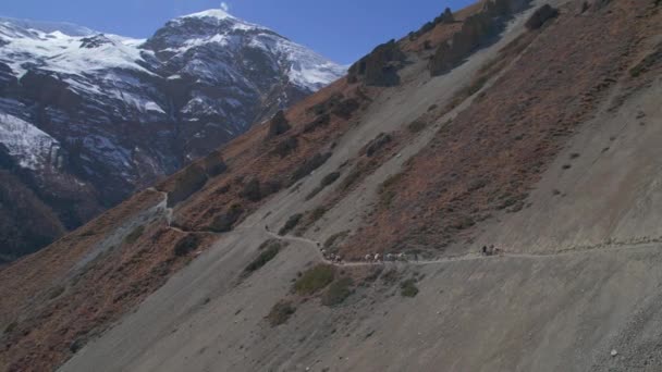 空中の鳥の目のビューロバは 高いヒマラヤ山脈のティリチョベースキャンプに歩道上のネパールのシェルパによってリードバッグを運ぶ アナプルナ サーキット トレッキング ネパール観光とトレッキング — ストック動画