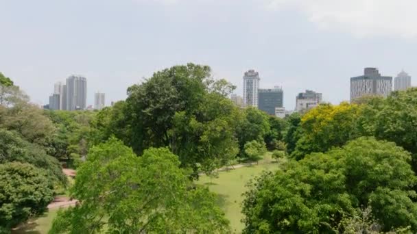 Filmagem Ascendente Aérea Árvores Vegetação Verde Parque Público Revelando Paisagem — Vídeo de Stock